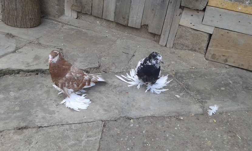  - PUI URIAS MAGHIARI 2017