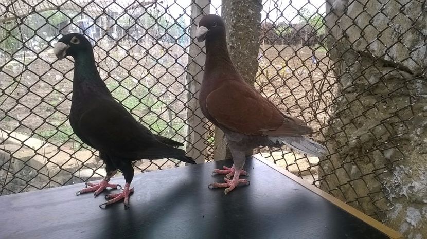  - porumbei matca 2017