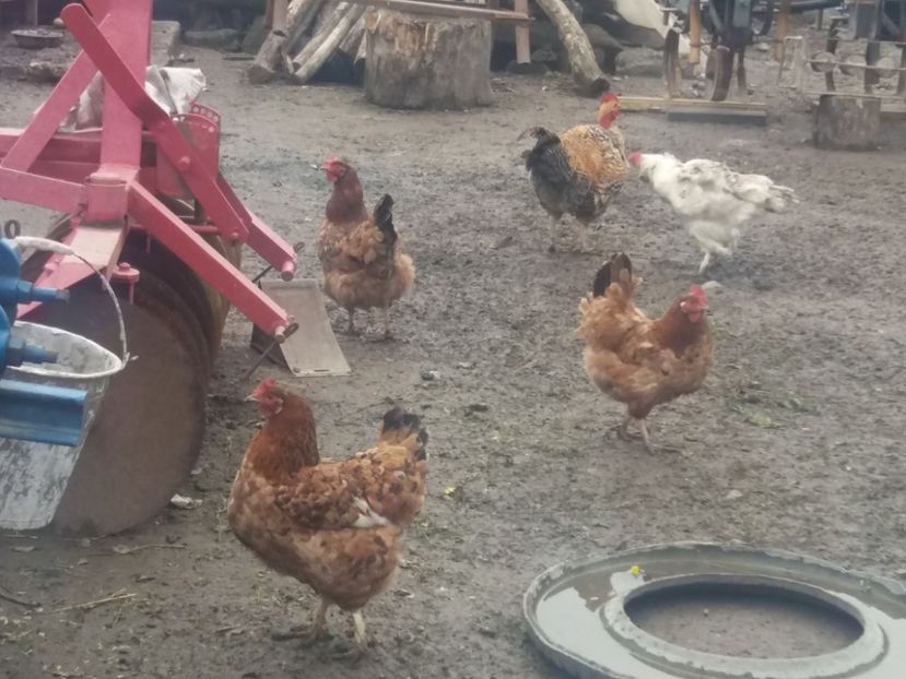  - Curtea cu pasari