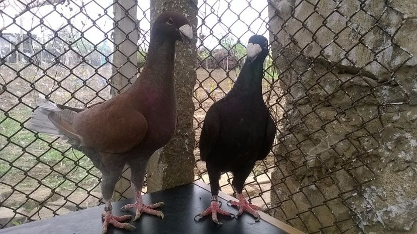  - porumbei matca 2017