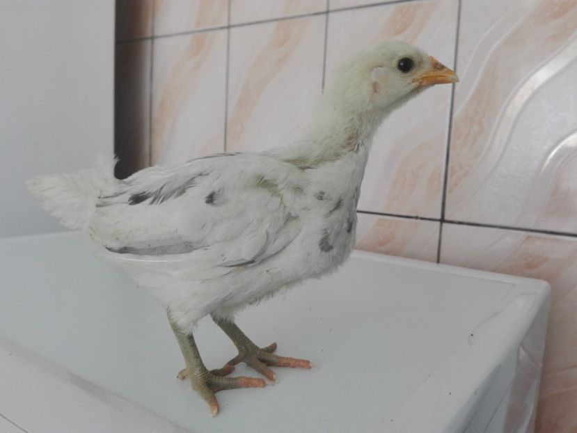  - AUSTRALORP