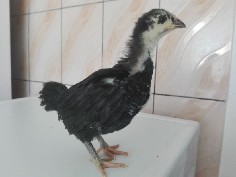  - AUSTRALORP
