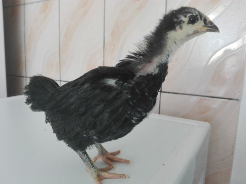  - AUSTRALORP