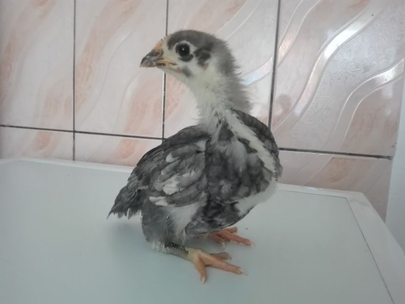 - AUSTRALORP