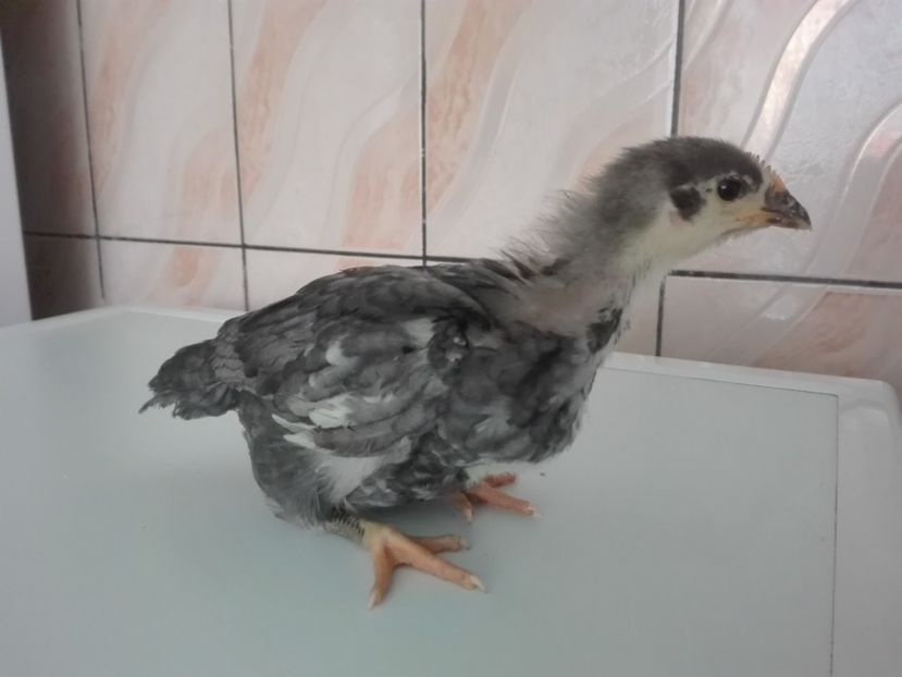  - AUSTRALORP
