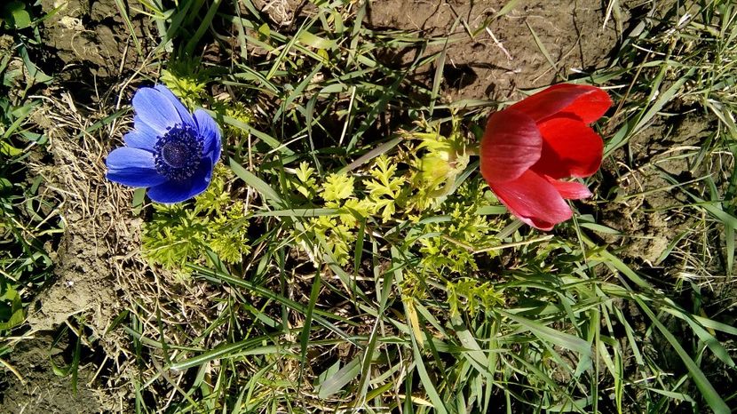  - Gradina 2017