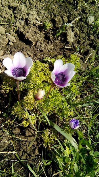  - Gradina 2017