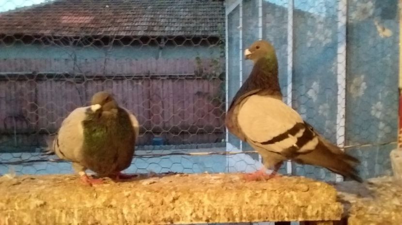 de vinzare doar masculul  2015 - GUSTI SPANIOLI buchon jienenes VINDUTII