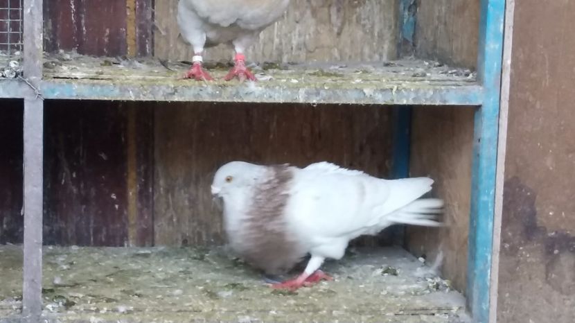 mascul 2016 - GUSTI SPANIOLI buchon jienenes VINDUTII