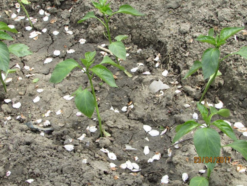  - DIN GRĂDINA DE FLORI ȘI LEGUME - 2017