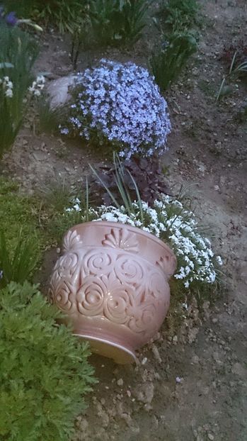  - 0 FLORI 2017 in gradina