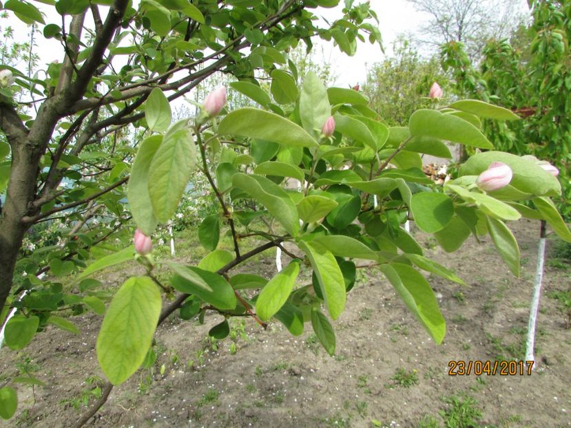  - DIN GRĂDINA DE FLORI ȘI LEGUME - 2017