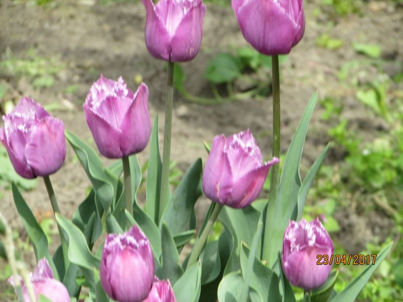  - DIN GRĂDINA DE FLORI ȘI LEGUME - 2017