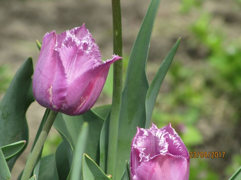  - DIN GRĂDINA DE FLORI ȘI LEGUME - 2017