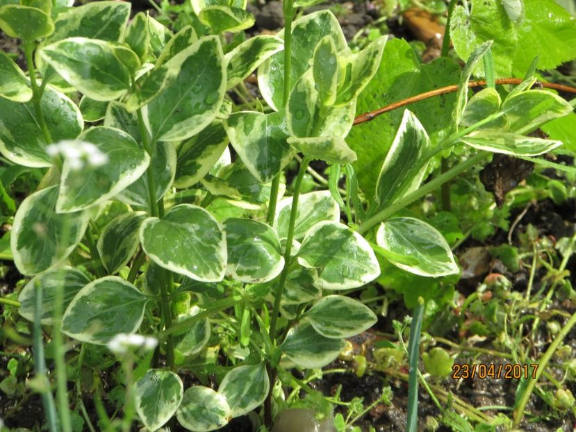  - DIN GRĂDINA DE FLORI ȘI LEGUME - 2017