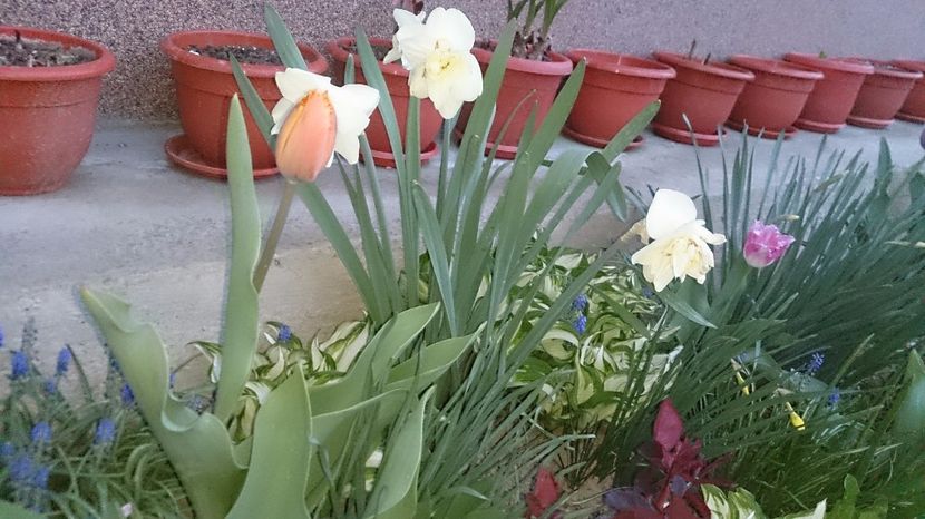  - 0 FLORI 2017 in gradina