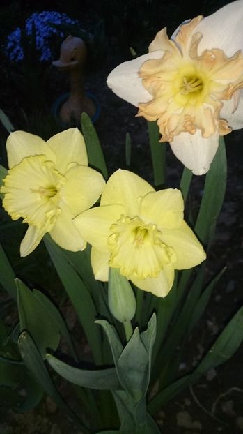  - 0 FLORI 2017 in gradina