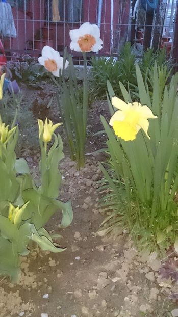  - 0 FLORI 2017 in gradina