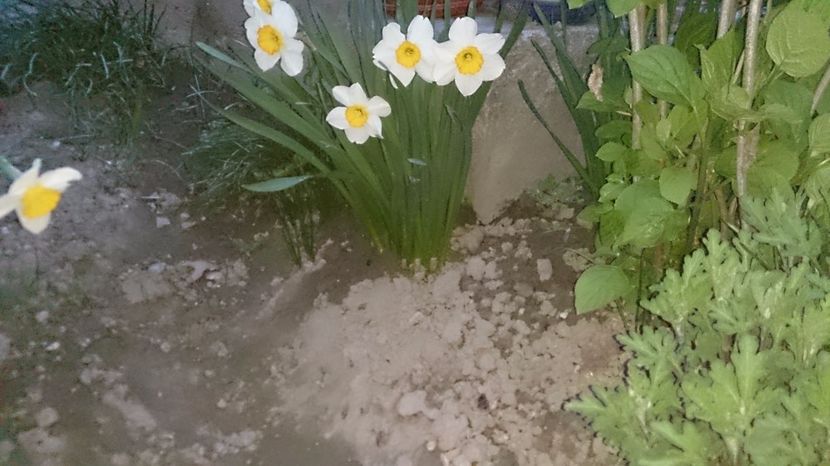  - 0 FLORI 2017 in gradina