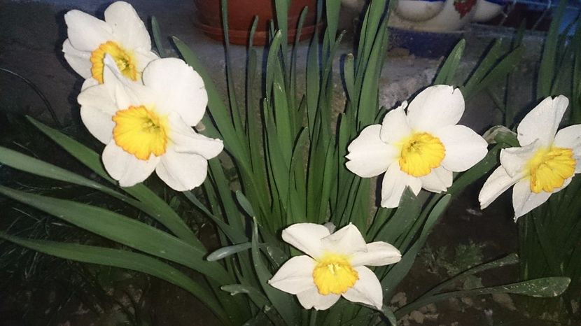  - 0 FLORI 2017 in gradina