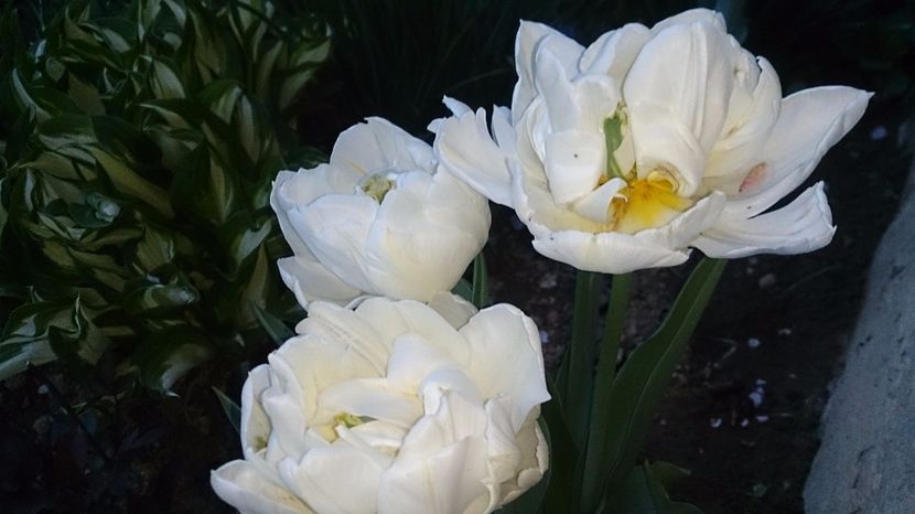  - 0 FLORI 2017 in gradina