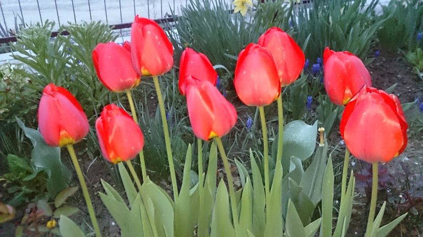  - 0 FLORI 2017 in gradina