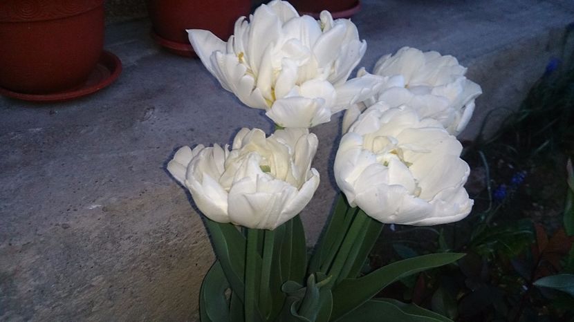  - 0 FLORI 2017 in gradina