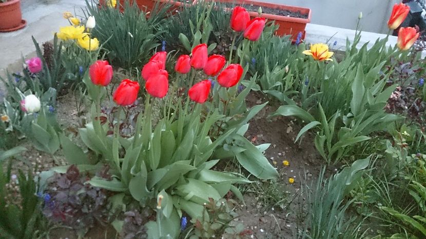  - 0 FLORI 2017 in gradina