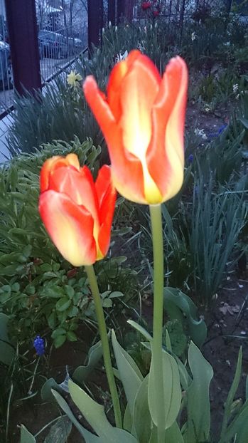  - 0 FLORI 2017 in gradina