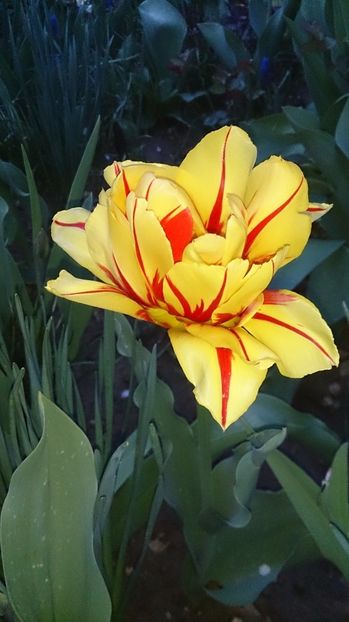  - 0 FLORI 2017 in gradina