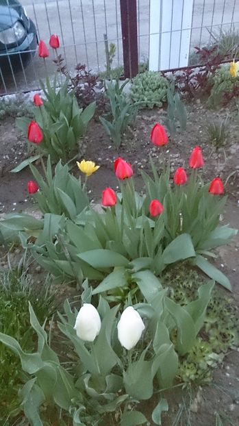  - 0 FLORI 2017 in gradina