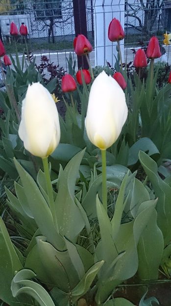  - 0 FLORI 2017 in gradina