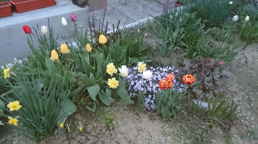  - 0 FLORI 2017 in gradina