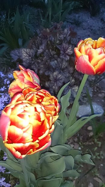  - 0 FLORI 2017 in gradina