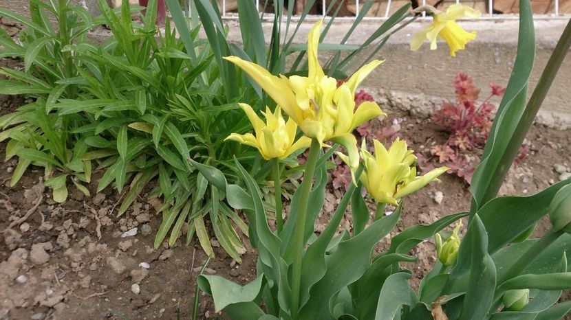  - 0 FLORI 2017 in gradina