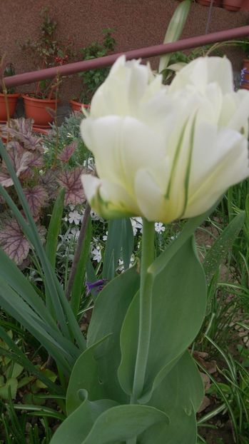  - 0 FLORI 2017 in gradina