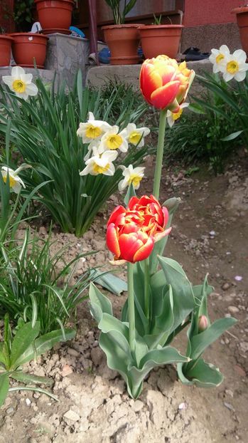  - 0 FLORI 2017 in gradina