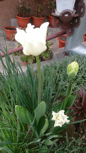  - 0 FLORI 2017 in gradina