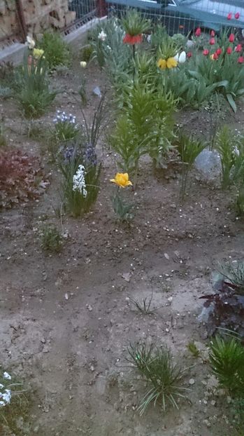  - 0 FLORI 2017 in gradina