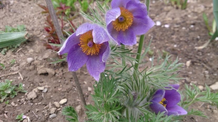  - 0 FLORI 2017 in gradina