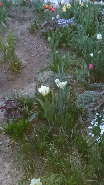  - 0 FLORI 2017 in gradina