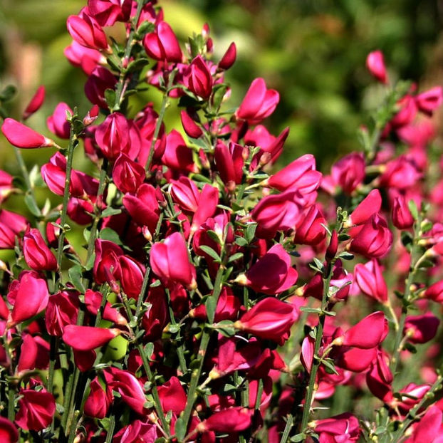 Cytisus scoparius 'Boskoop Ruby - DORINTE  - PLANTE SI ARBUSTI 2017