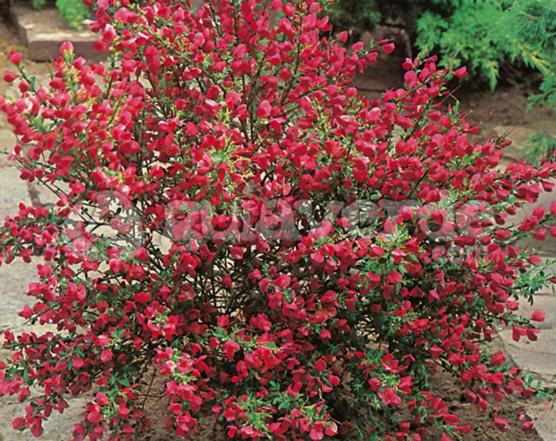 Cytisus scoparius 'Boskoop Ruby - DORINTE  - PLANTE SI ARBUSTI 2017
