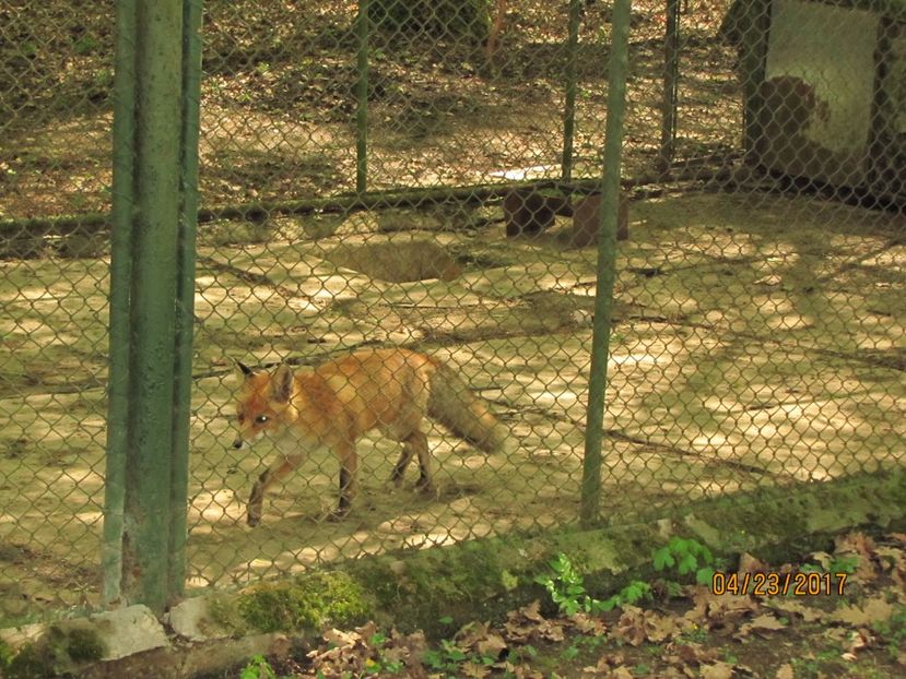  - Zoo Targu Mures