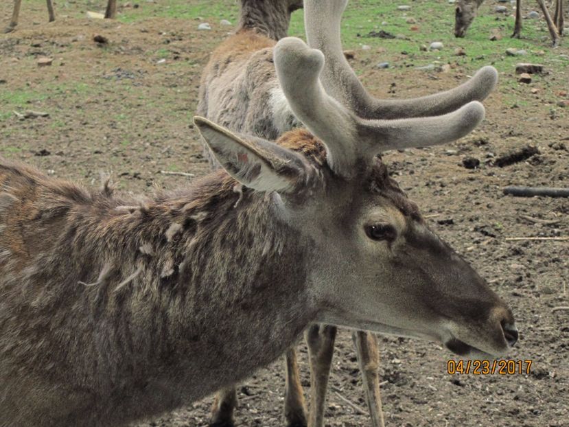  - Zoo Targu Mures