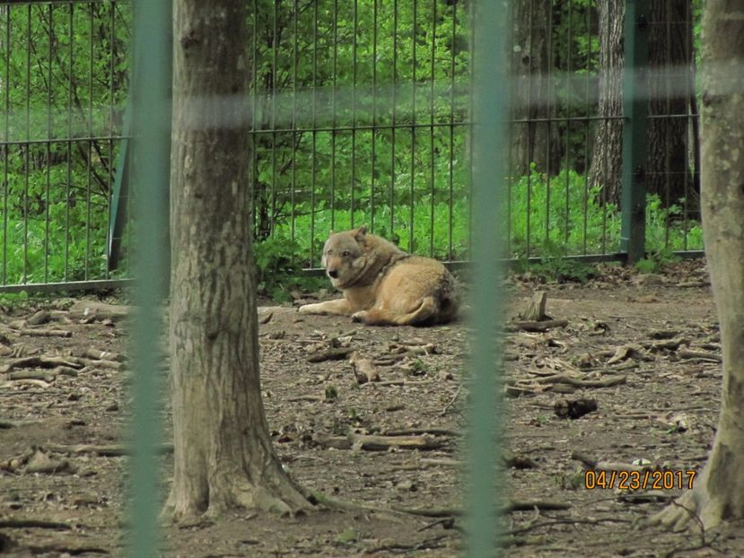  - Zoo Targu Mures