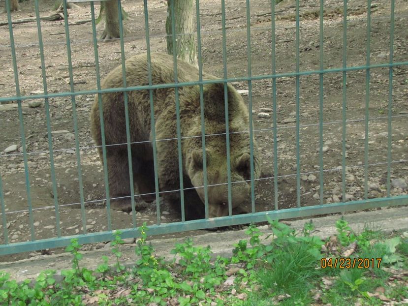  - Zoo Targu Mures
