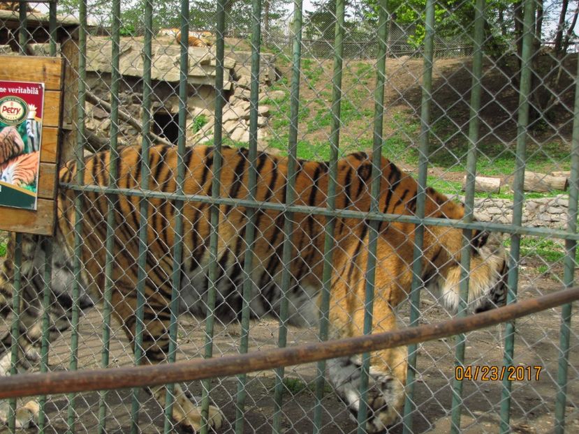  - Zoo Targu Mures