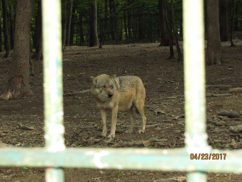  - Zoo Targu Mures
