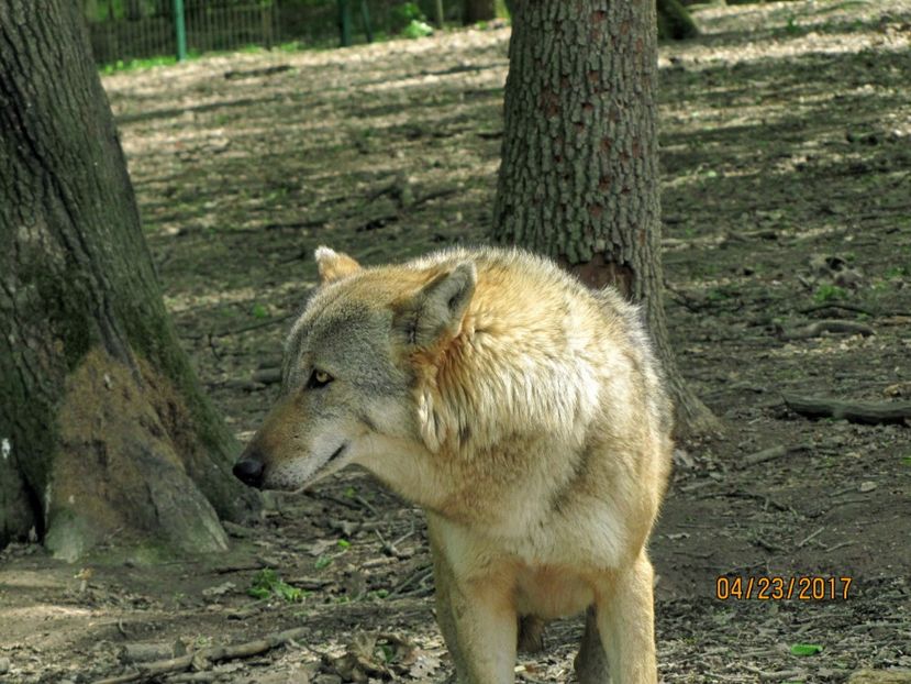  - Zoo Targu Mures